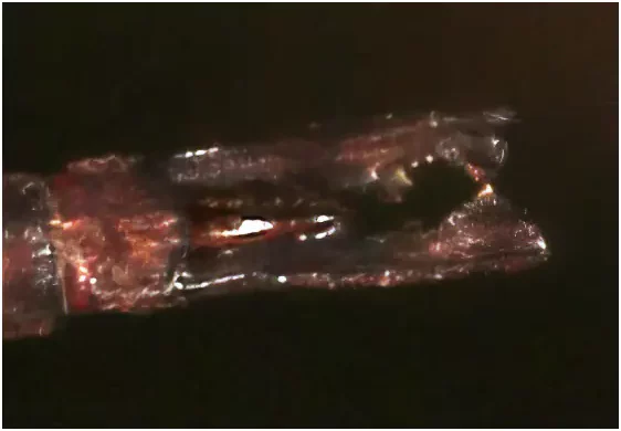 Gynacantha cylindrata mâle, appendices anaux, Ghana, Bobiri Forest Reserve, 22/1/2026