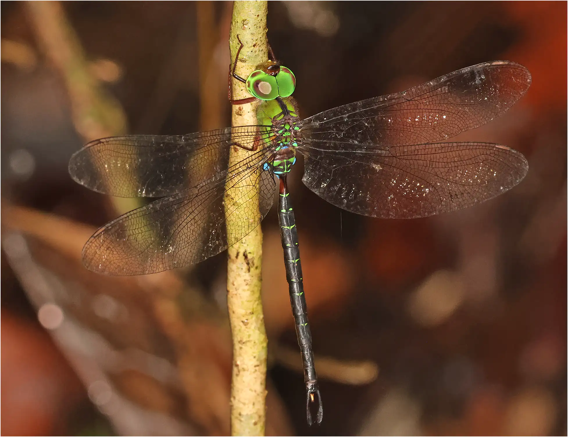 Gynacantha maclachlani mâle, Malaisie - Sarawak, Sama Jaya Nature Reserve, 18/03/2025
