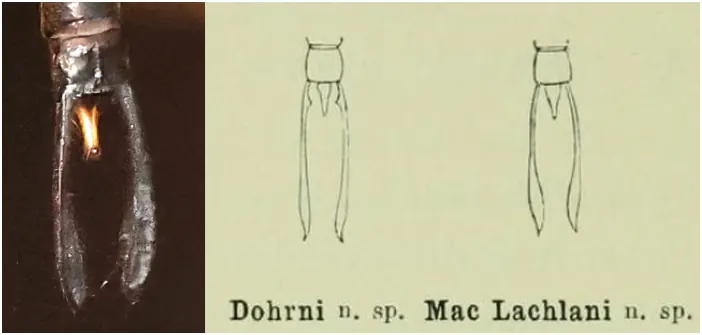 Gynacantha maclachlani, appendices anaux, Krüger, 1899