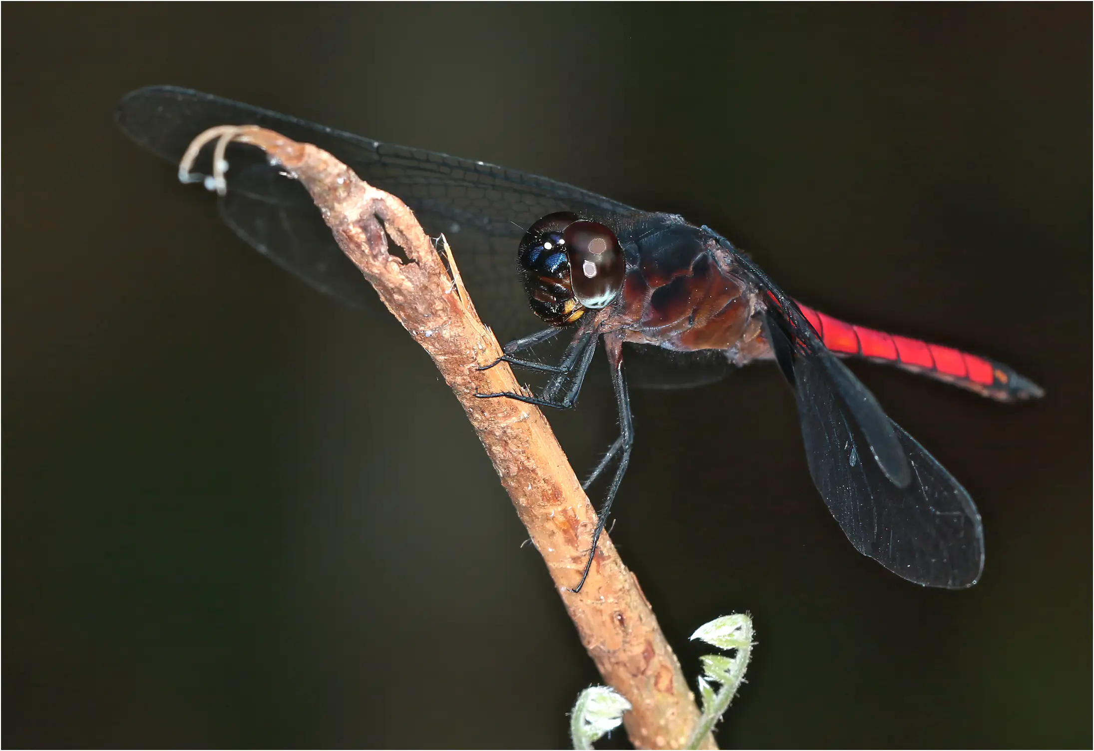 Red Jungle-skimmer male, Ghana, Ankasa Forest Reserve, 18/01/2026