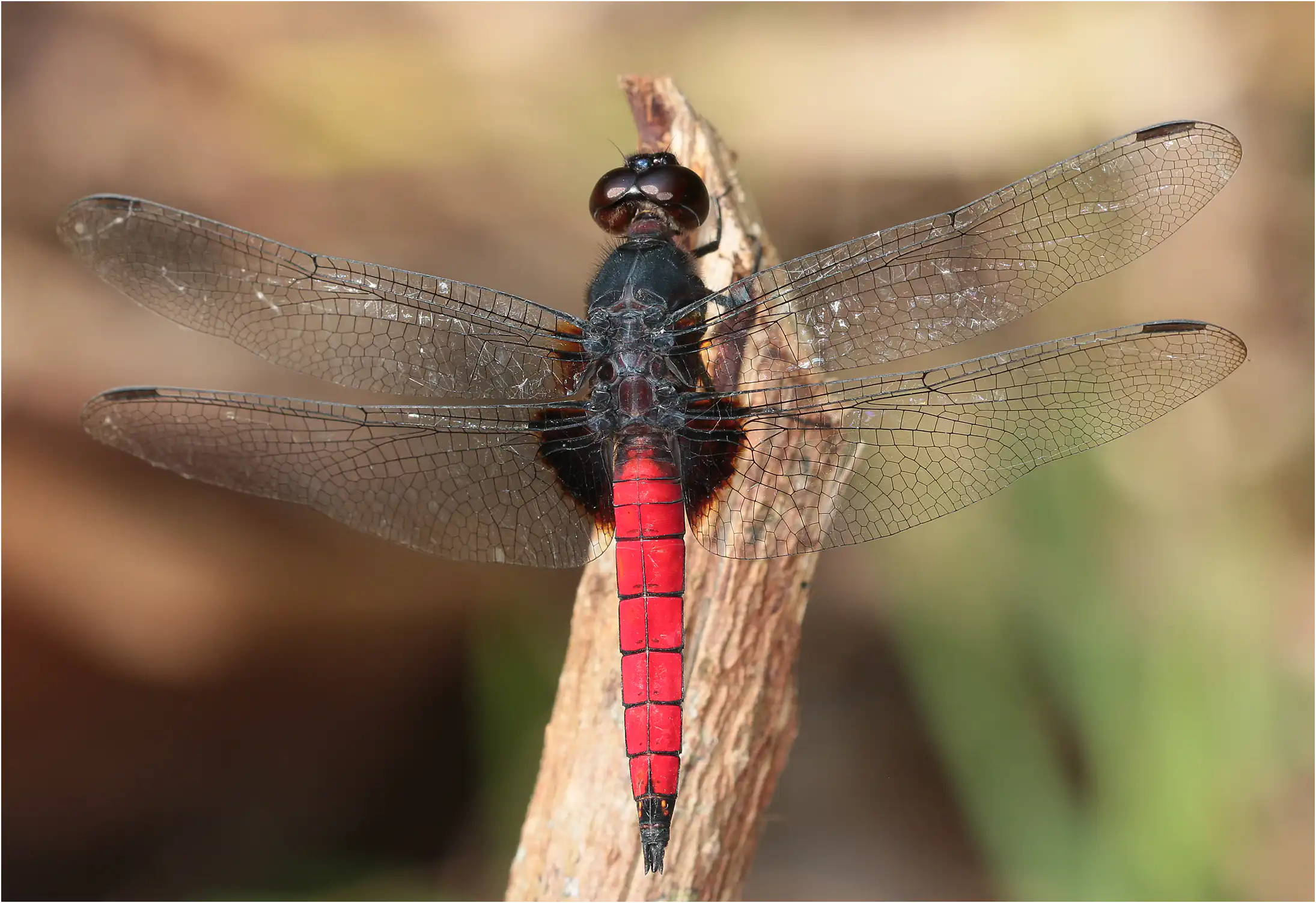 Hadrothemis defecta mâle, Ghana, Ankasa Forest Reserve, 18/01/2026