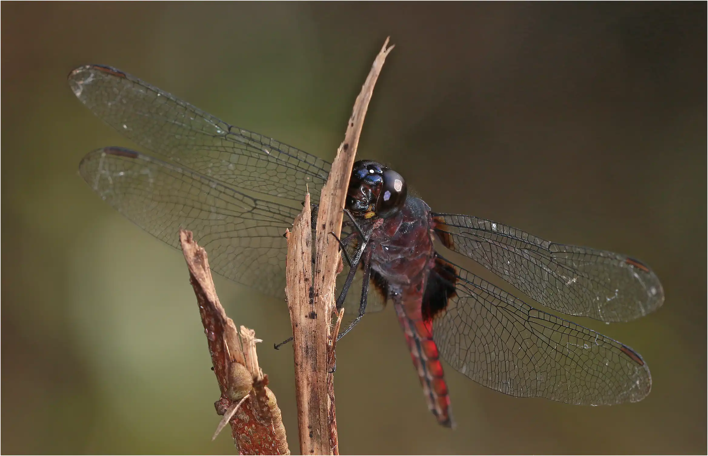 Hadrothemis defecta mâle, Ghana, Ankasa Forest Reserve, 18/01/2026