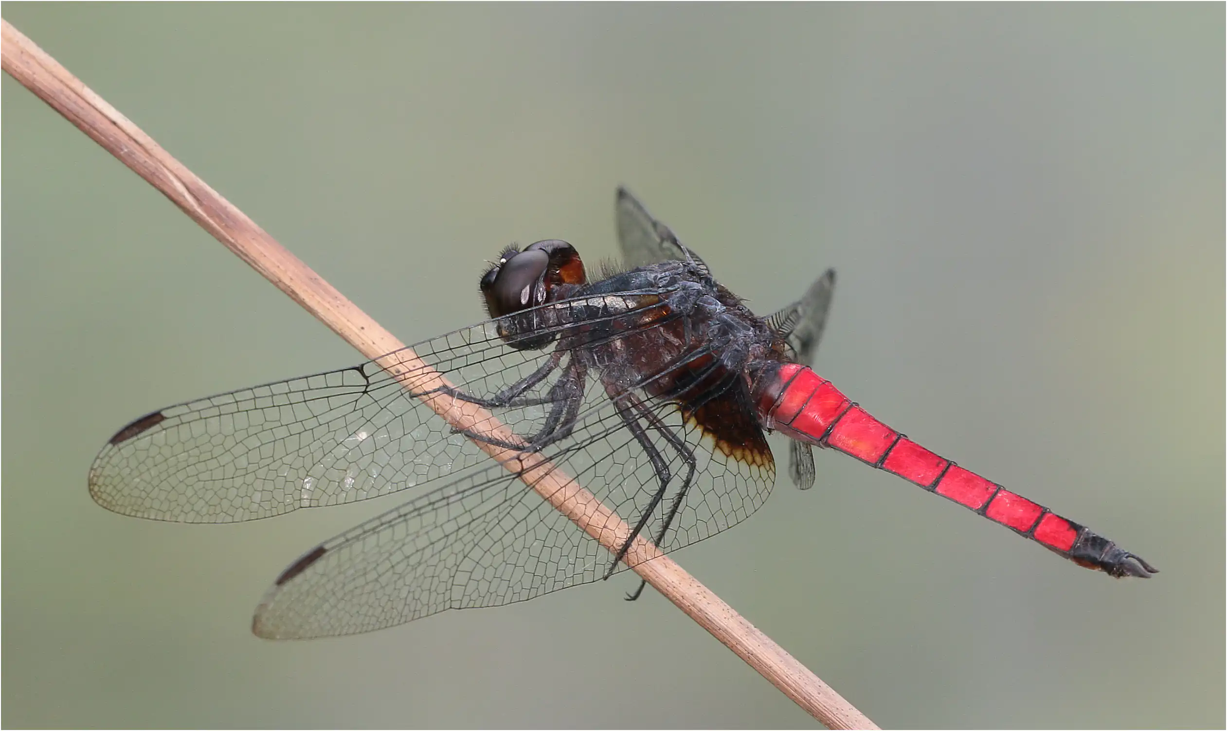 Hadrothemis defecta mâle, Ghana, Esambolo, 19/01/2026