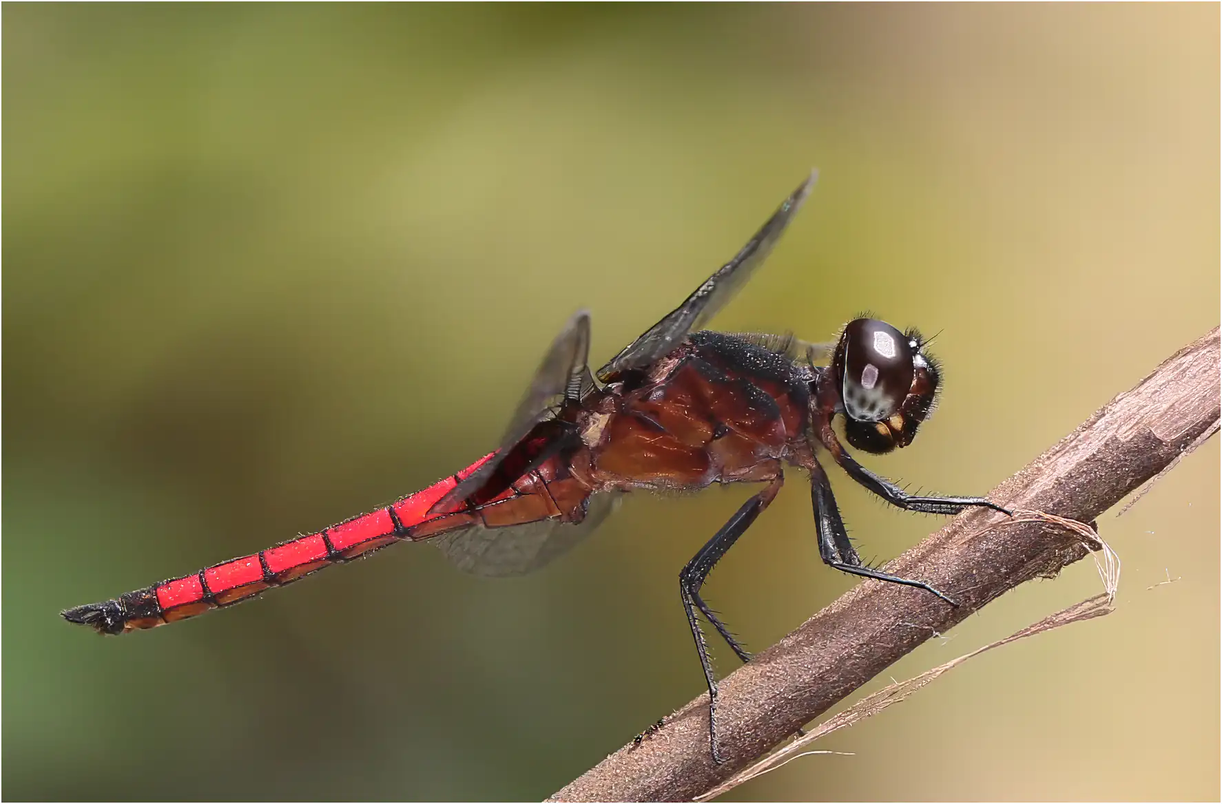 Hadrothemis defecta mâle, Ghana, Logging trail, Ntumija, 21/01/2026