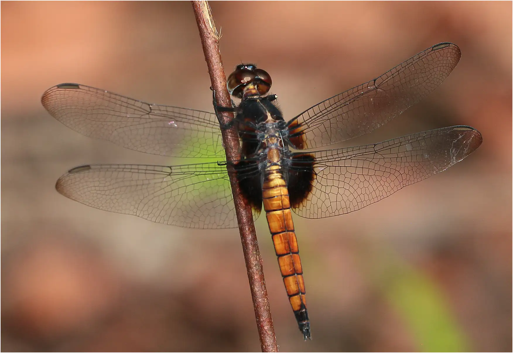 Hadrothemis defecta mâle immature, Ghana, Ankasa Forest Reserve, 18/01/2026