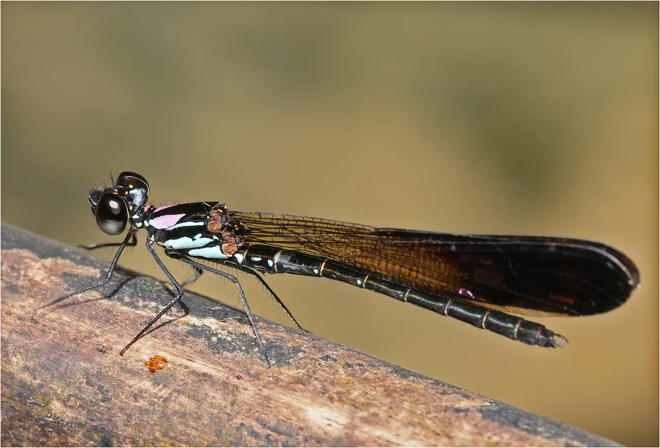 Heliocypha biseriata mâle, Sarawak, Rivière Timuoh, Annah Rais Hot Spring, 24/03/2025