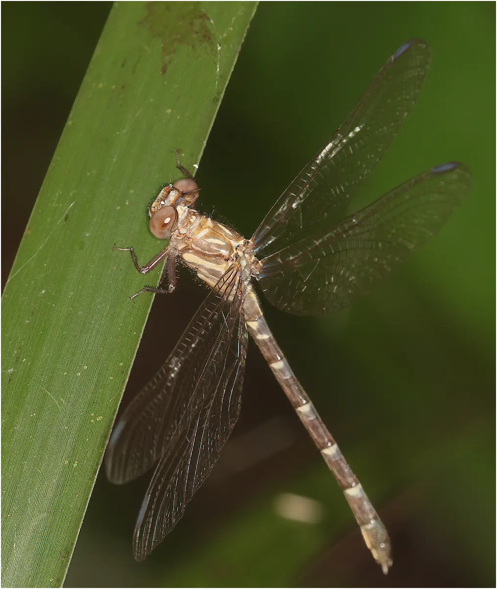 Hemigomphus theischingeri femelle, Australie (FNQ), Cairns, Freshwater Creek, 03/12/2022