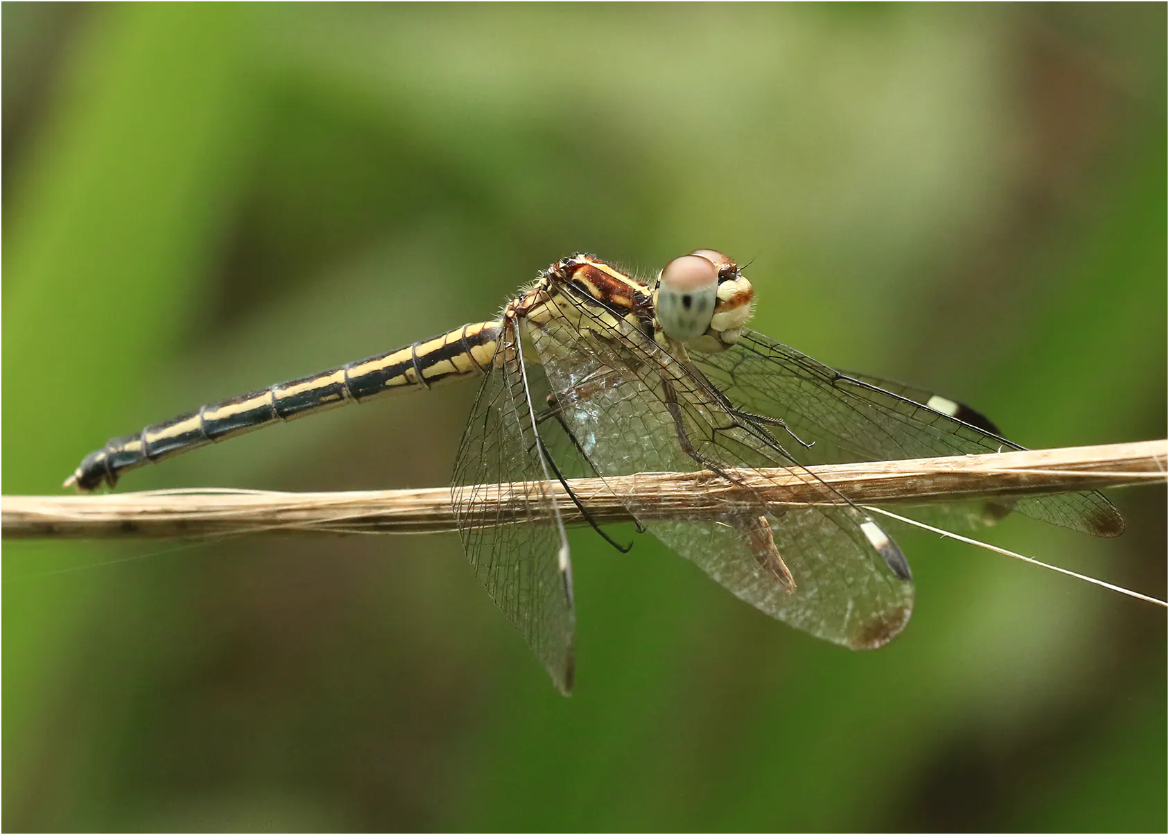 African piedspot female, South Africa, Matsamo, 26/10/2017