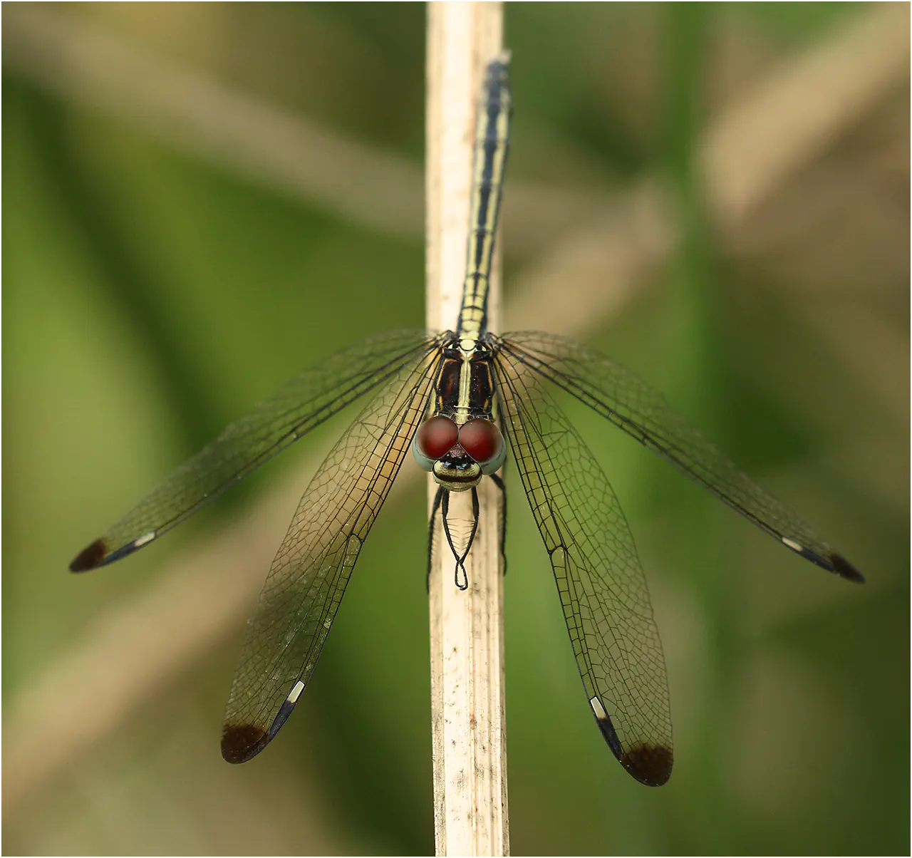 Hemistigma albipunctum femelle, Afrique-du-Sud, Phalaborwa, 28/10/2017