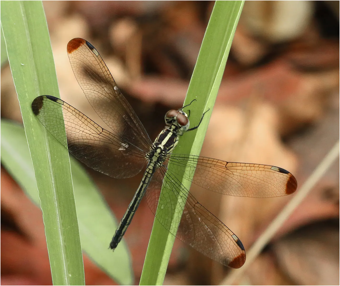 Hemistigma albipunctum femelle, Afrique-du-Sud, Phalaborwa, 28/10/2017