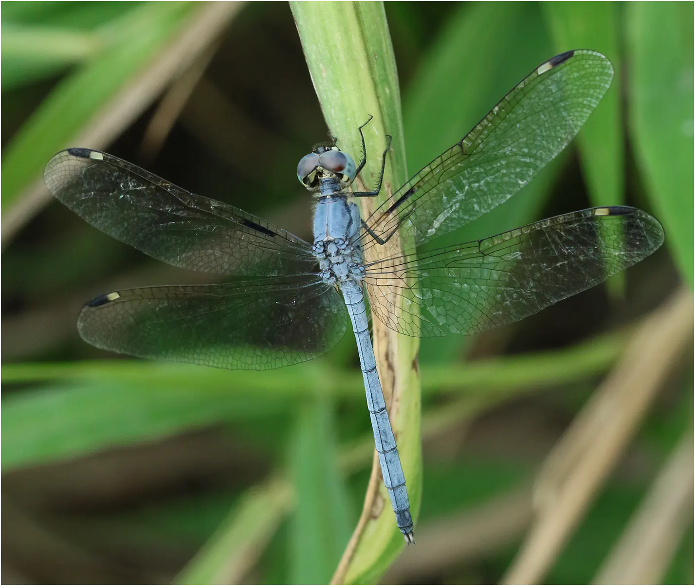 Hemistigma albipunctum mâle, Afrique-du-Sud, Phalaborwa, 28/10/2017