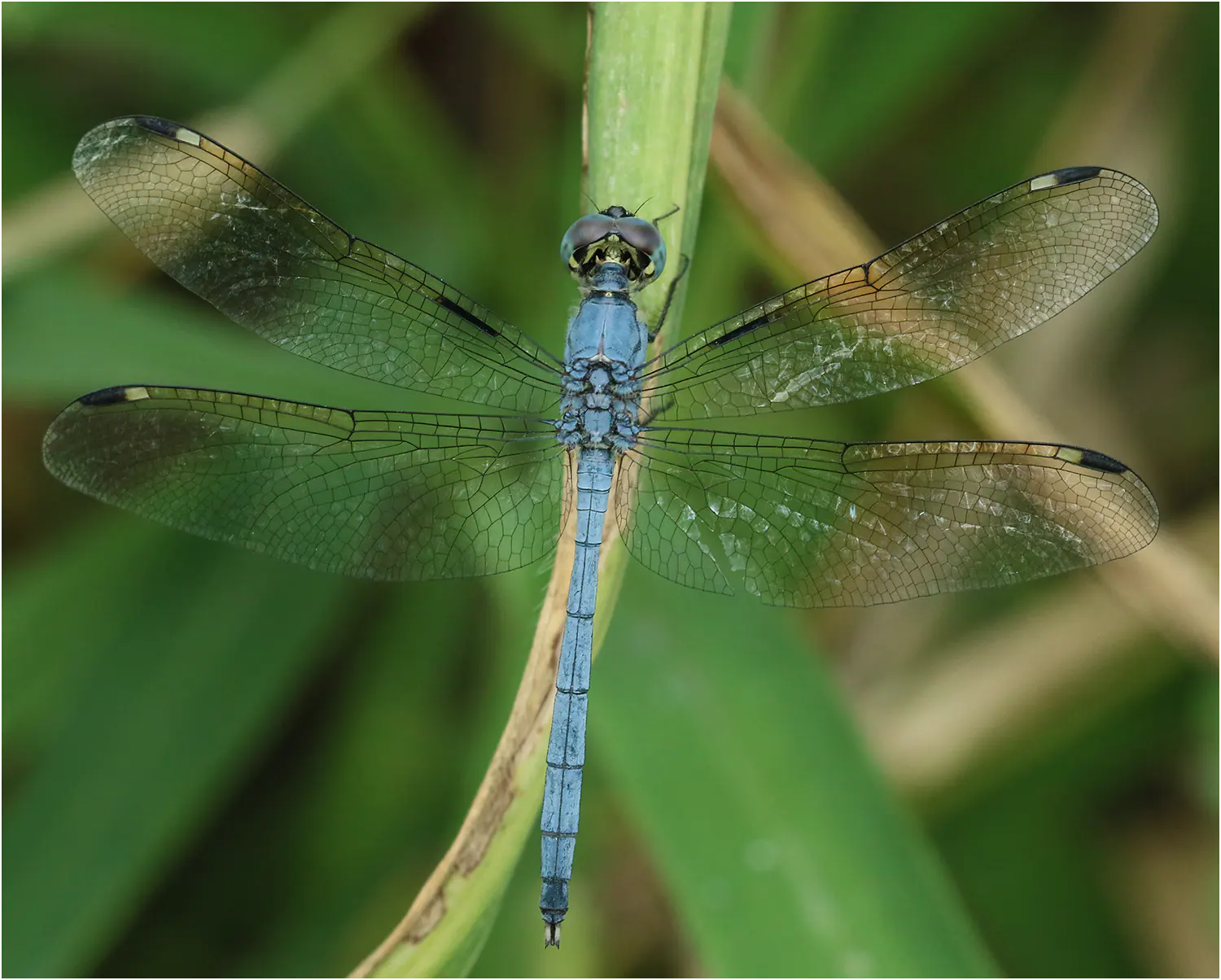 Hemistigma albipunctum mâle, Afrique-du-Sud, Phalaborwa, 28/10/2017