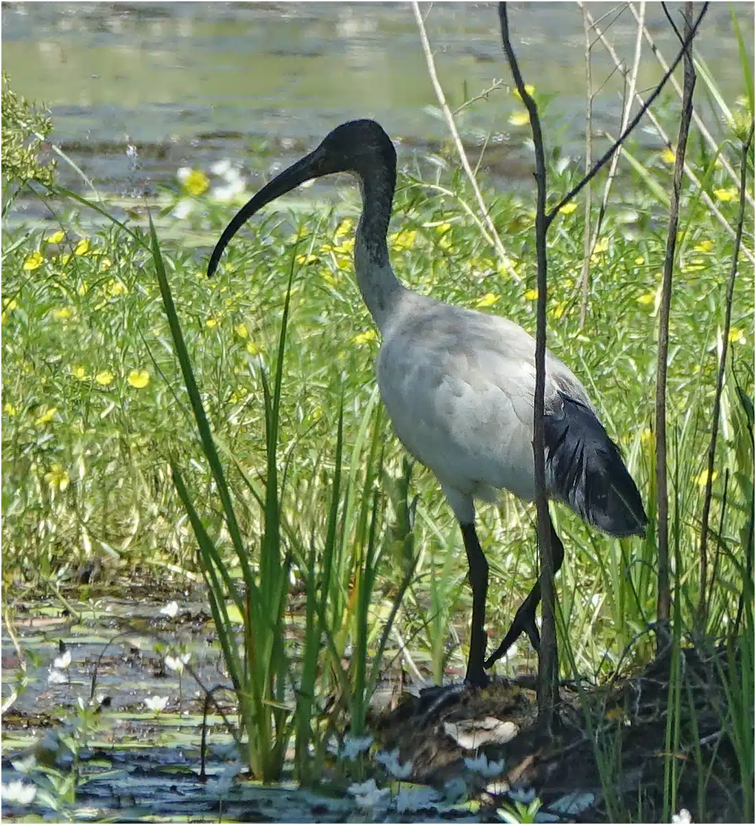 Ibis à cou noir, Threskiornis molucca, Australie (FNQld), Tyto Wetlands, 14/12/2022