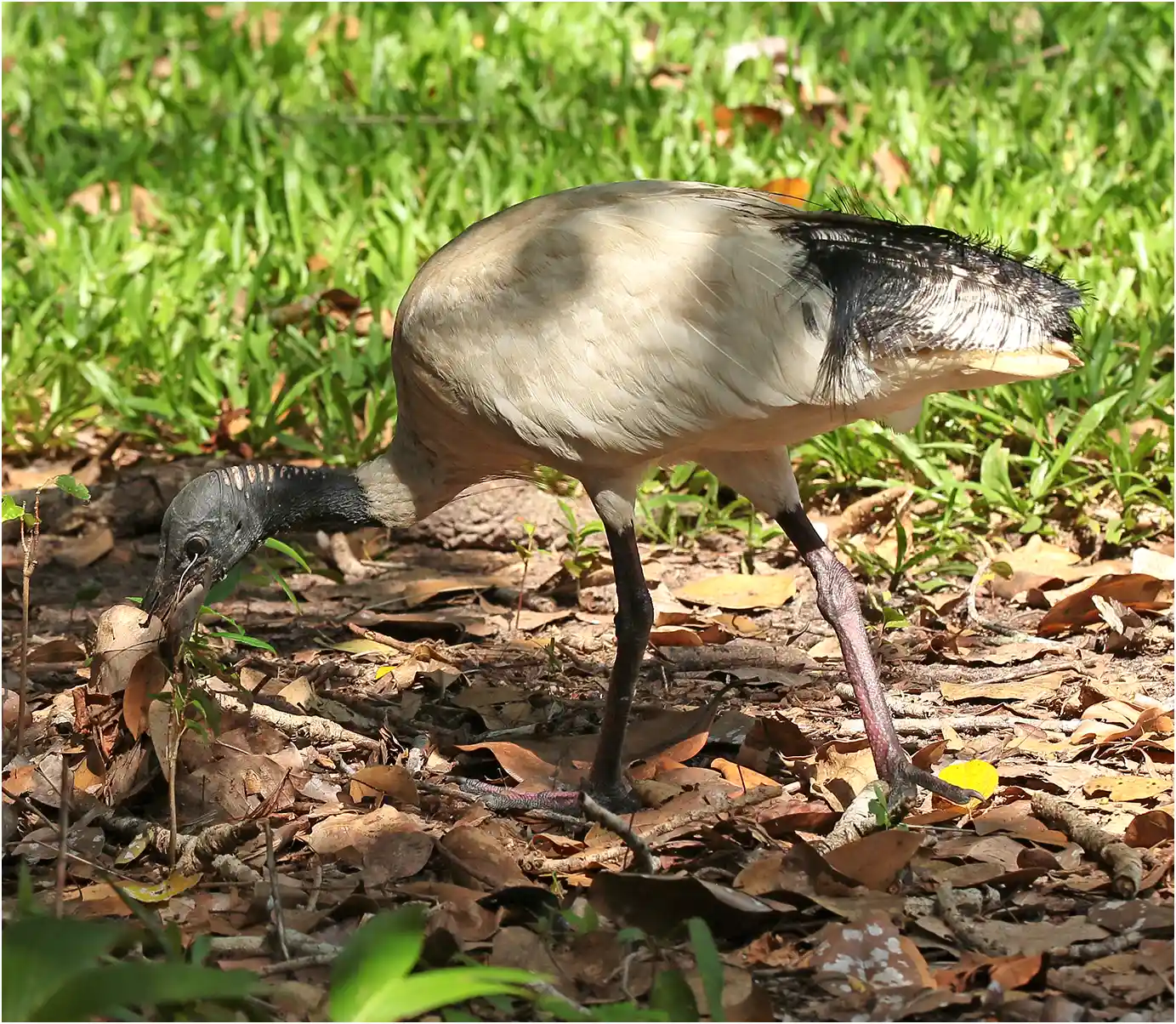 Ibis à cou noir, Threskiornis molucca, Australie (NT), Howard Springs, 04/05/2022