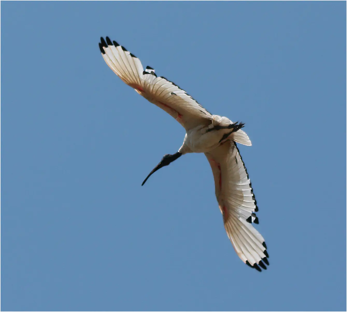 Ibis sacré, Threskiornis aethiopicus, Éthiopie, Lac Awash, 01/11/2018