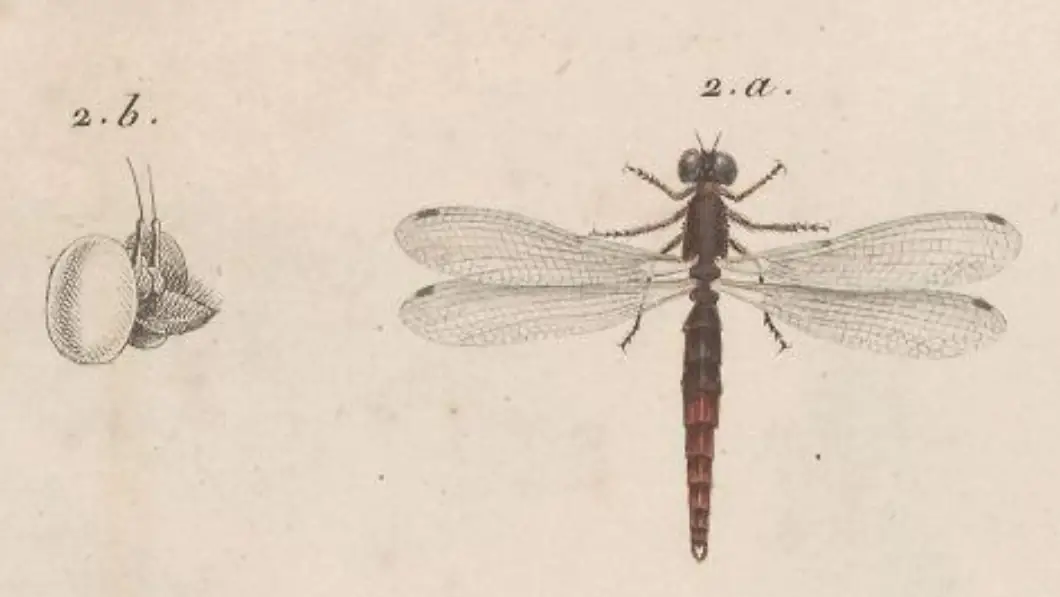 Chlorocypha dispar, illustration dans Palisot de Beauvois