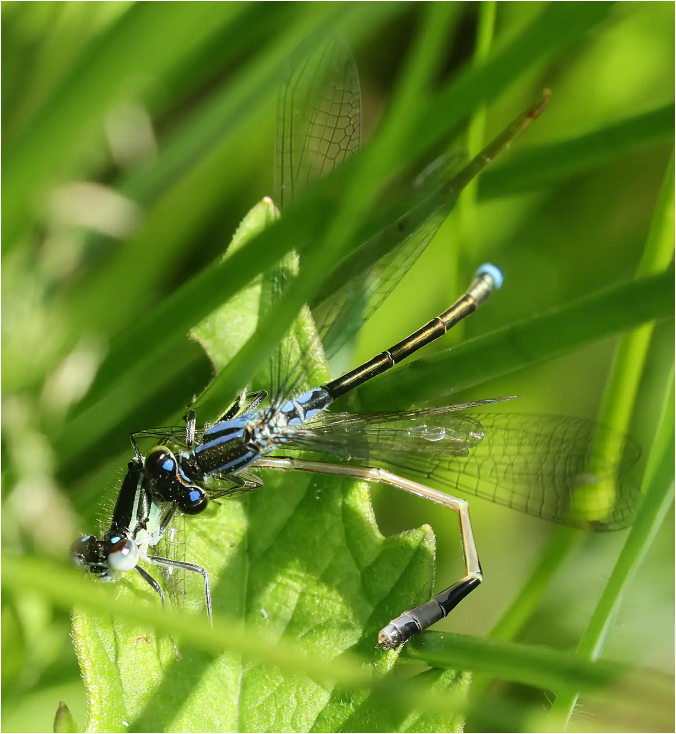 Cannibalism in Blue-tailed damselfly ♀ x ♂ emergent, "étang du bois de Ham" (F-49), 05/30/2025