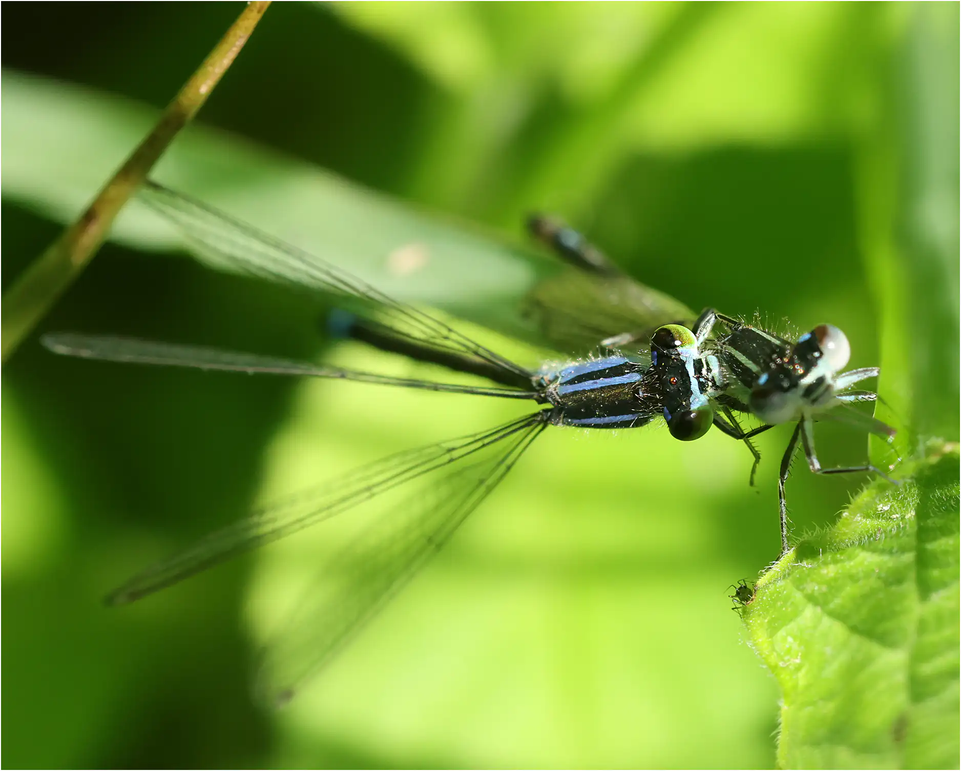 Cannibalism in Blue-tailed damselfly ♀ x ♂ emergent, "étang du bois de Ham" (F-49), 05/30/2025
