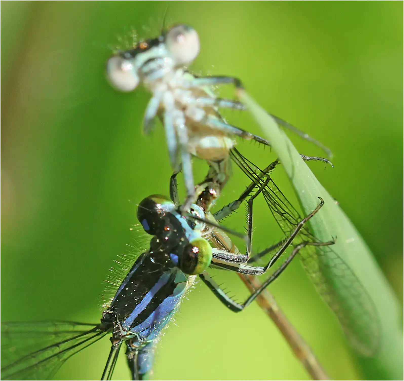 Intraspecific predation for Blue-tailed damselfly ♀ x ♂ émergent, "étang du bois de Ham" (F-49), 05/30/2025