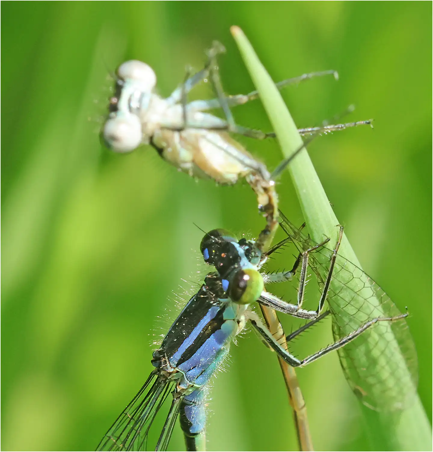 Cannibalism in Blue-tailed damselfly ♀ x ♂ emergent, "étang du bois de Ham" (F-49), 05/30/2025