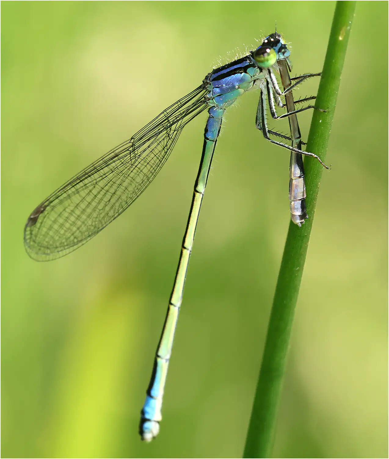 Ischnura elegans cannibalism ♀ x ♂ emergent, Jallais (F-49), 05/30/2025