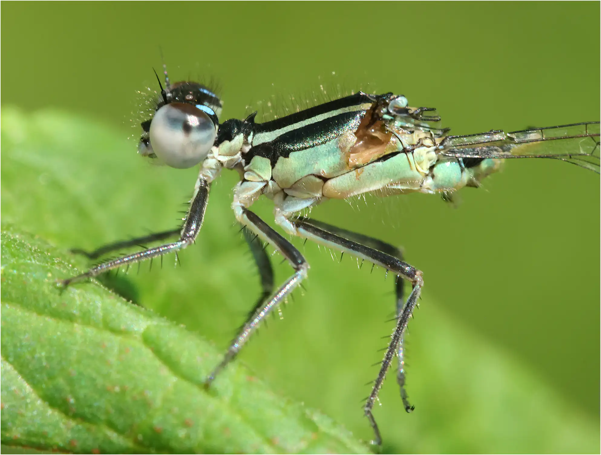 Cannibalism in Blue-tailed damselfly ♀ x ♂ emergent, "étang du bois de Ham" (F-49), 05/30/2025