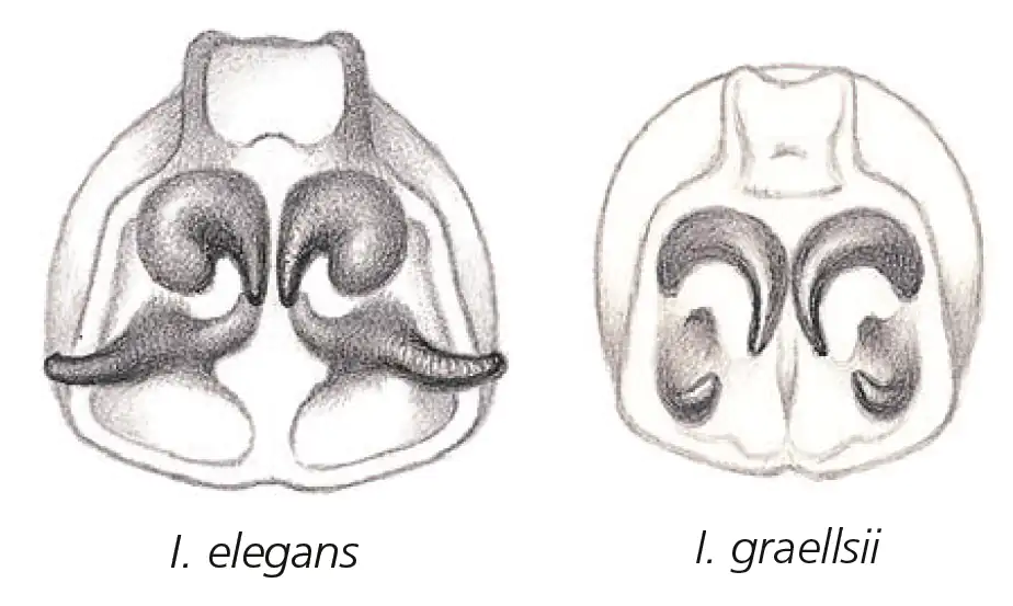 Ischnura elegans vs graellsii, Dijkstra & al. (2020)