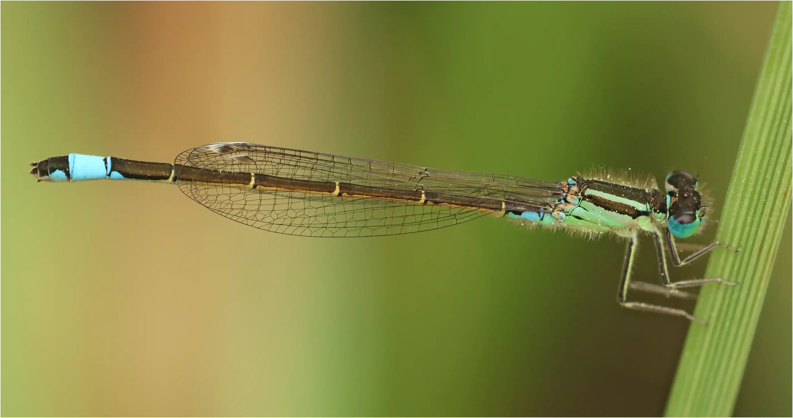 Ischnura graellsii femelle androchrome, Portugal, Lisbonne, 14/04/2026