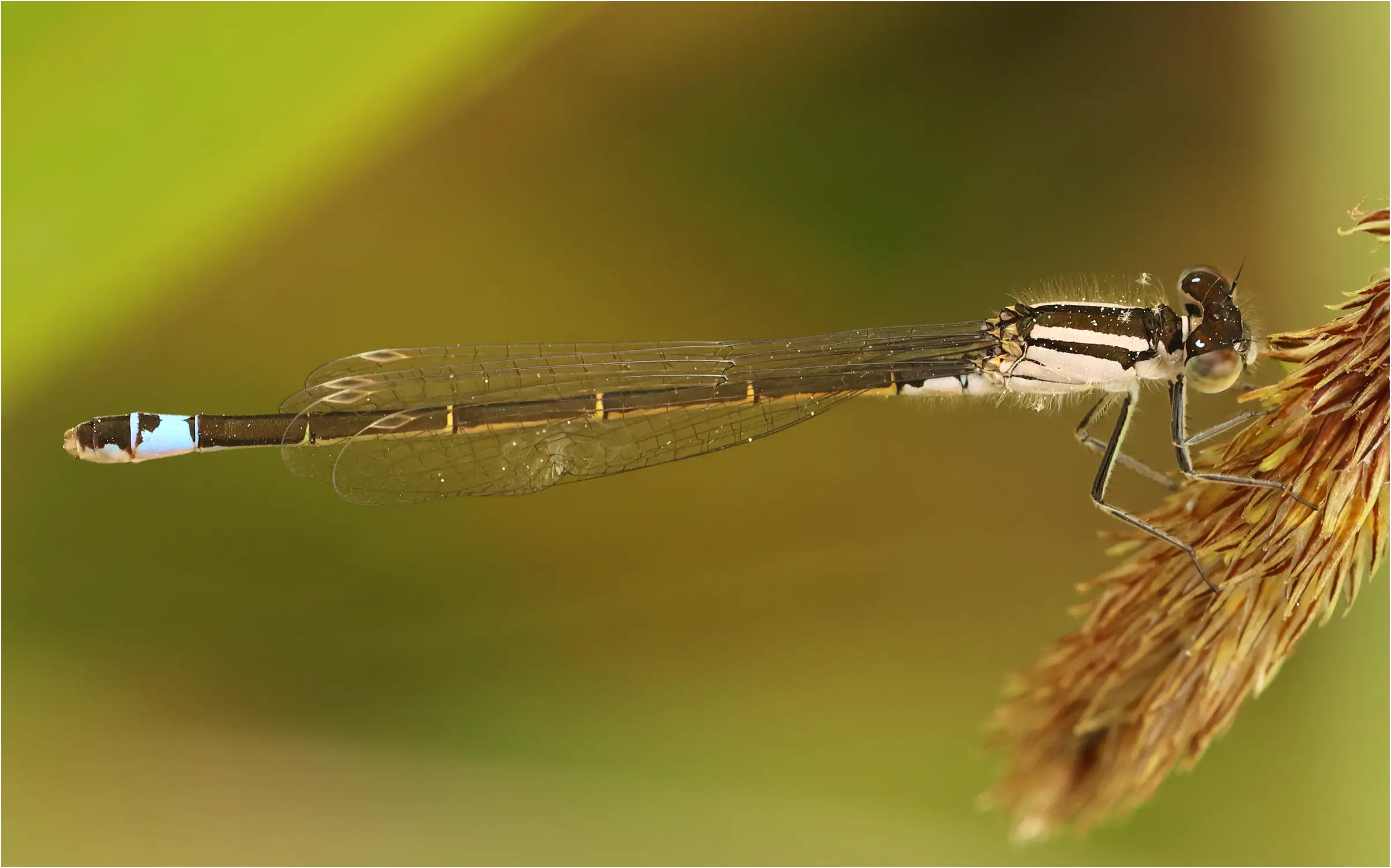 Ischnure marghribérique femelle rose, Portugal, Lisbonne, 14/04/2026