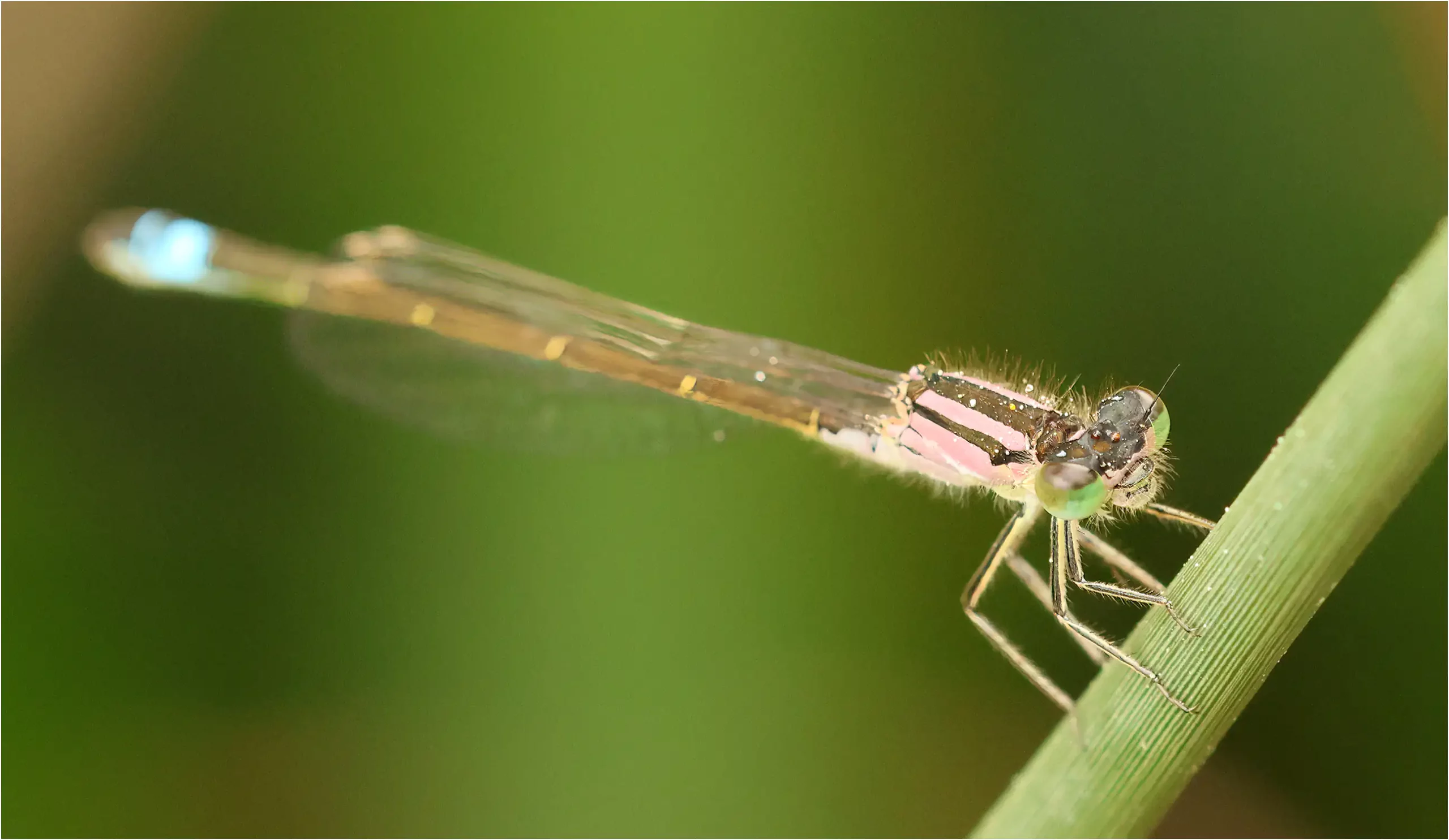 Ischnura graellsii femelle rose, Portugal, Lisbonne, 14/04/2026