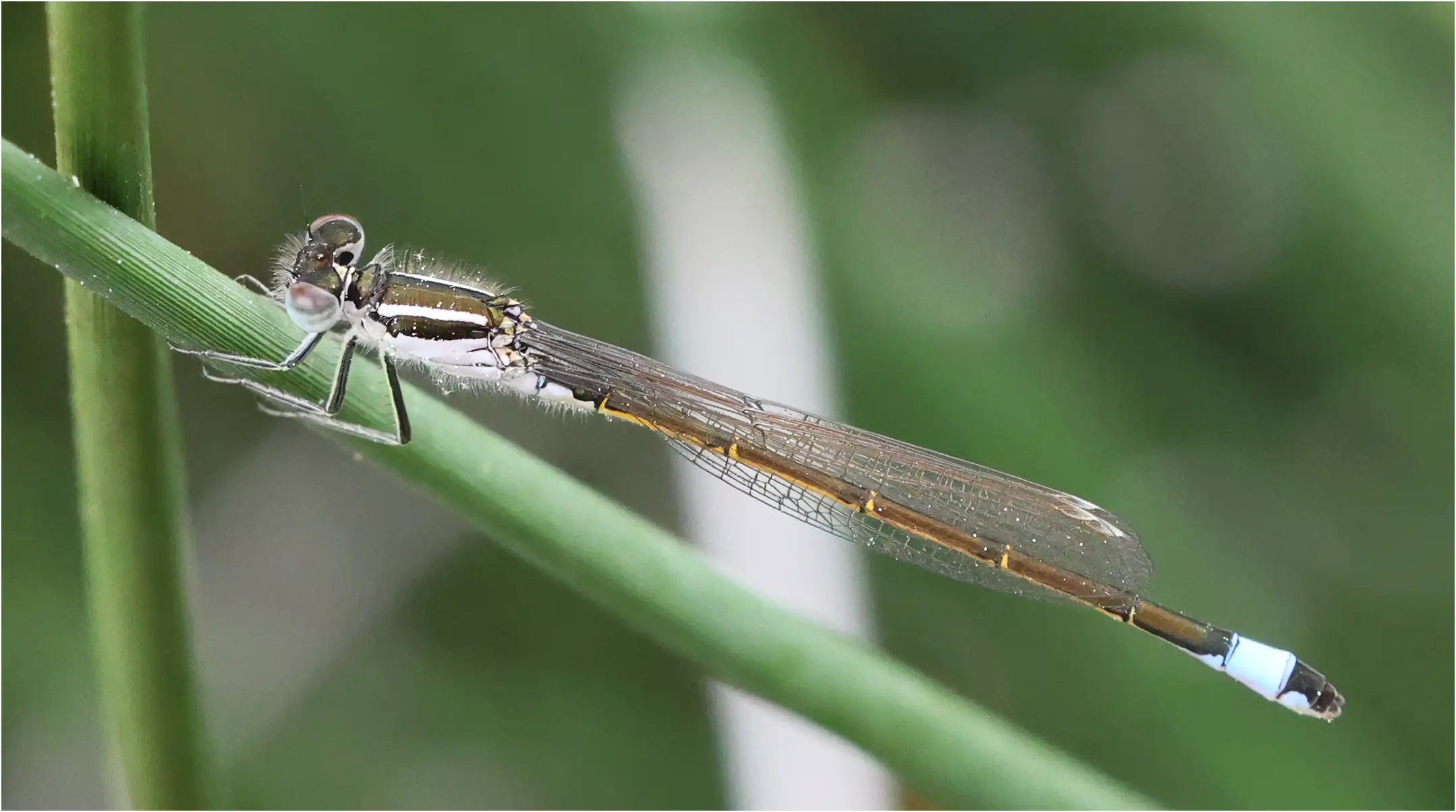 Ischnura graellsii femelle rose, Portugal, Lisbonne, 14/04/2026