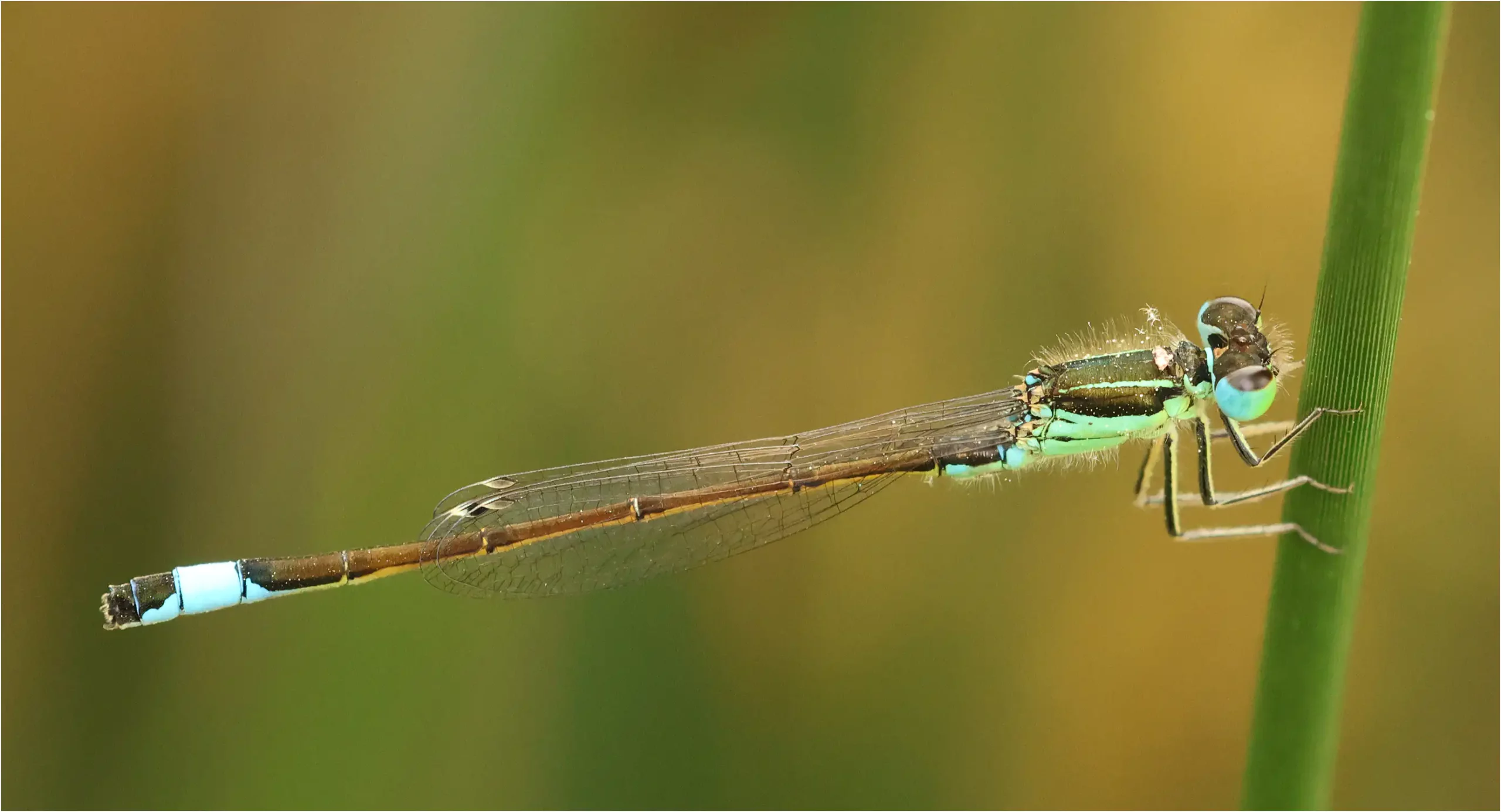 Ischnura graellsii mâle, Portugal, Lisbonne, 14/04/2026