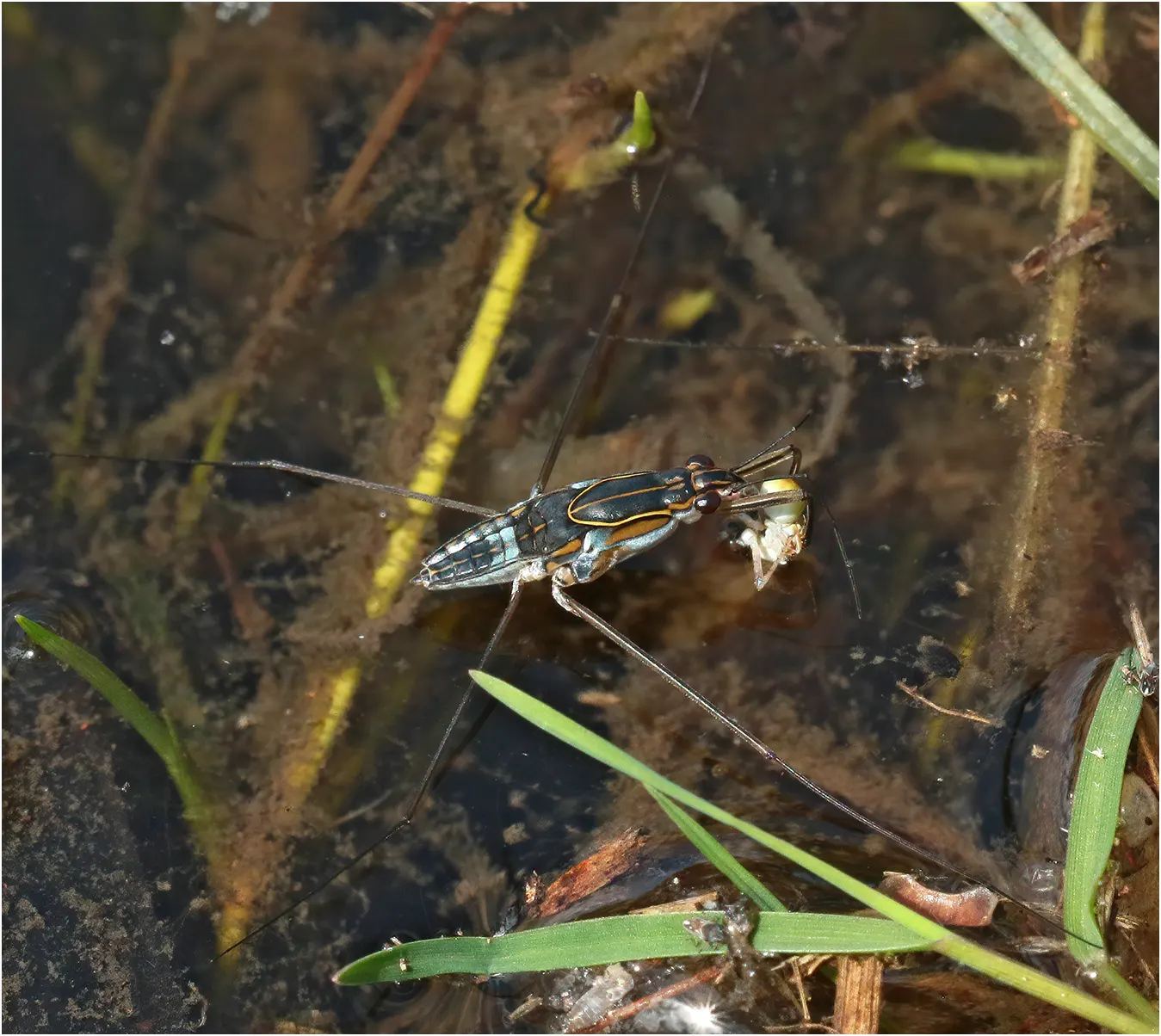 Limnogonus fossarum ssp. gilguy, Gerridae, dévorant la tête d'une femelle Austroagrion exclamationis, Australie (NT), Muriela Campground, 30/04/2022