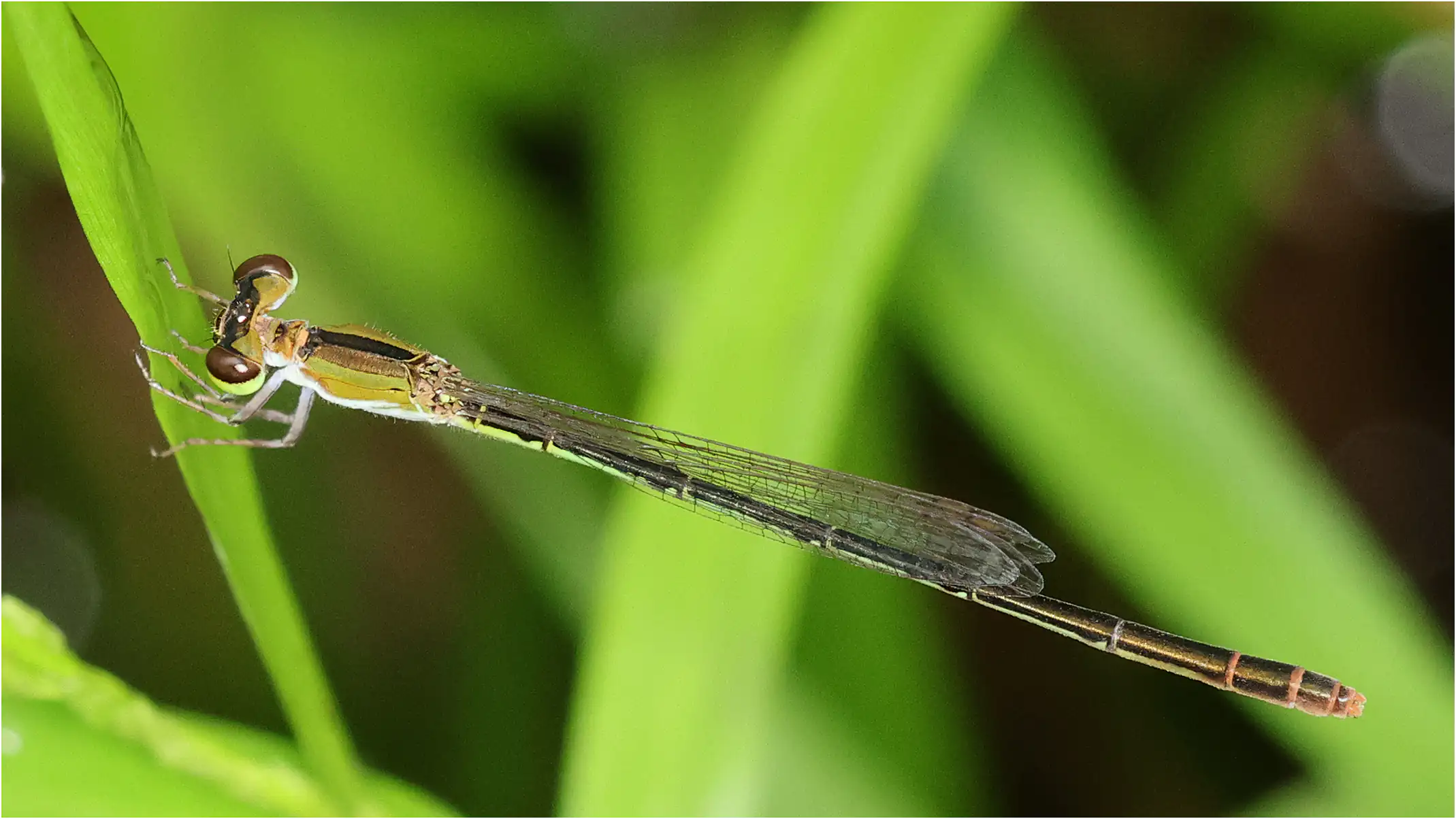 Ischnura senegalensis femelle, Sarawak, Sama Jaya Nature Reserve, 18/03/2025