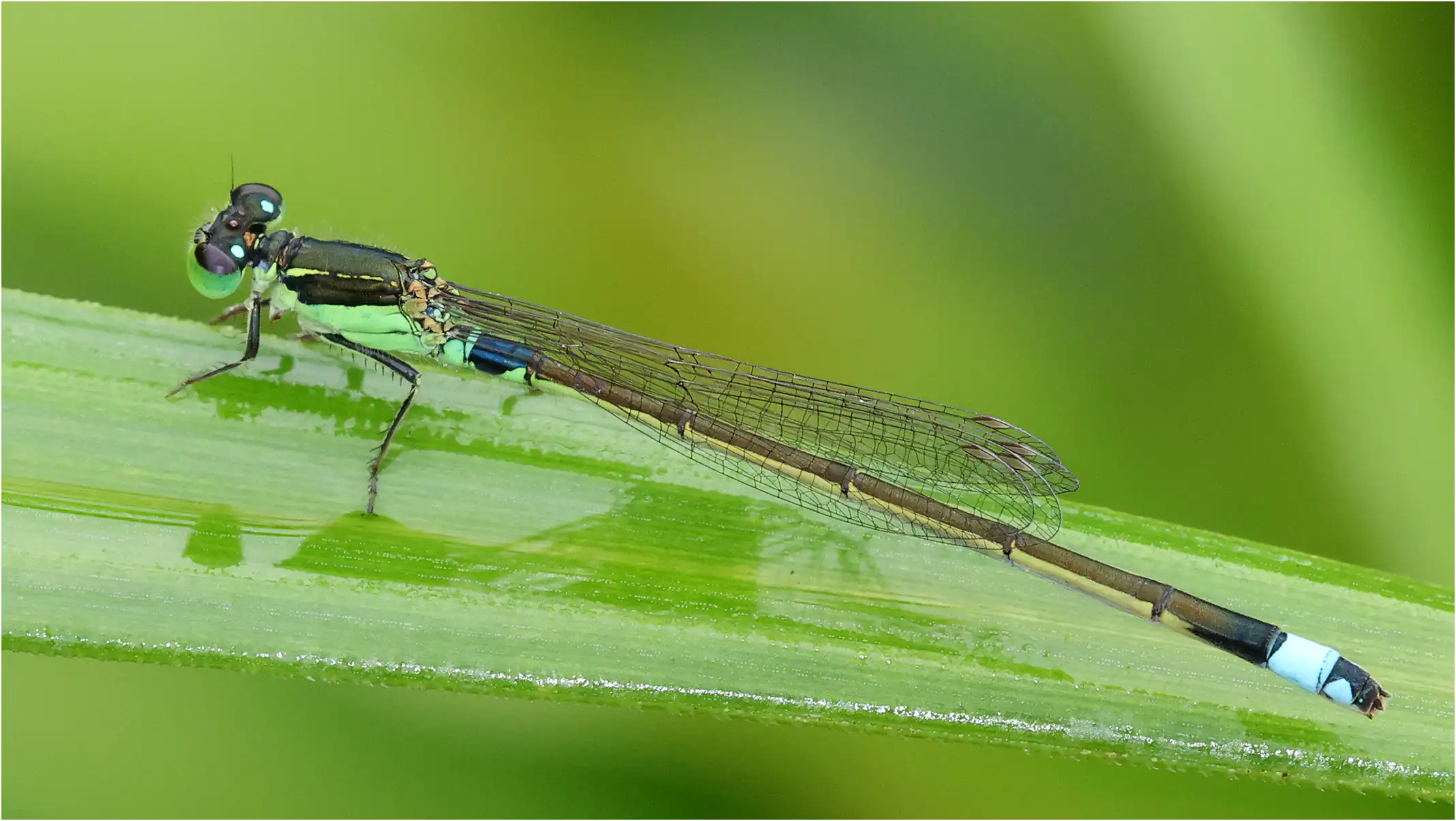 Ischnura senegalensis mâle, Sarawak, Lorong Matang Jaya 9b, 19/03/2025