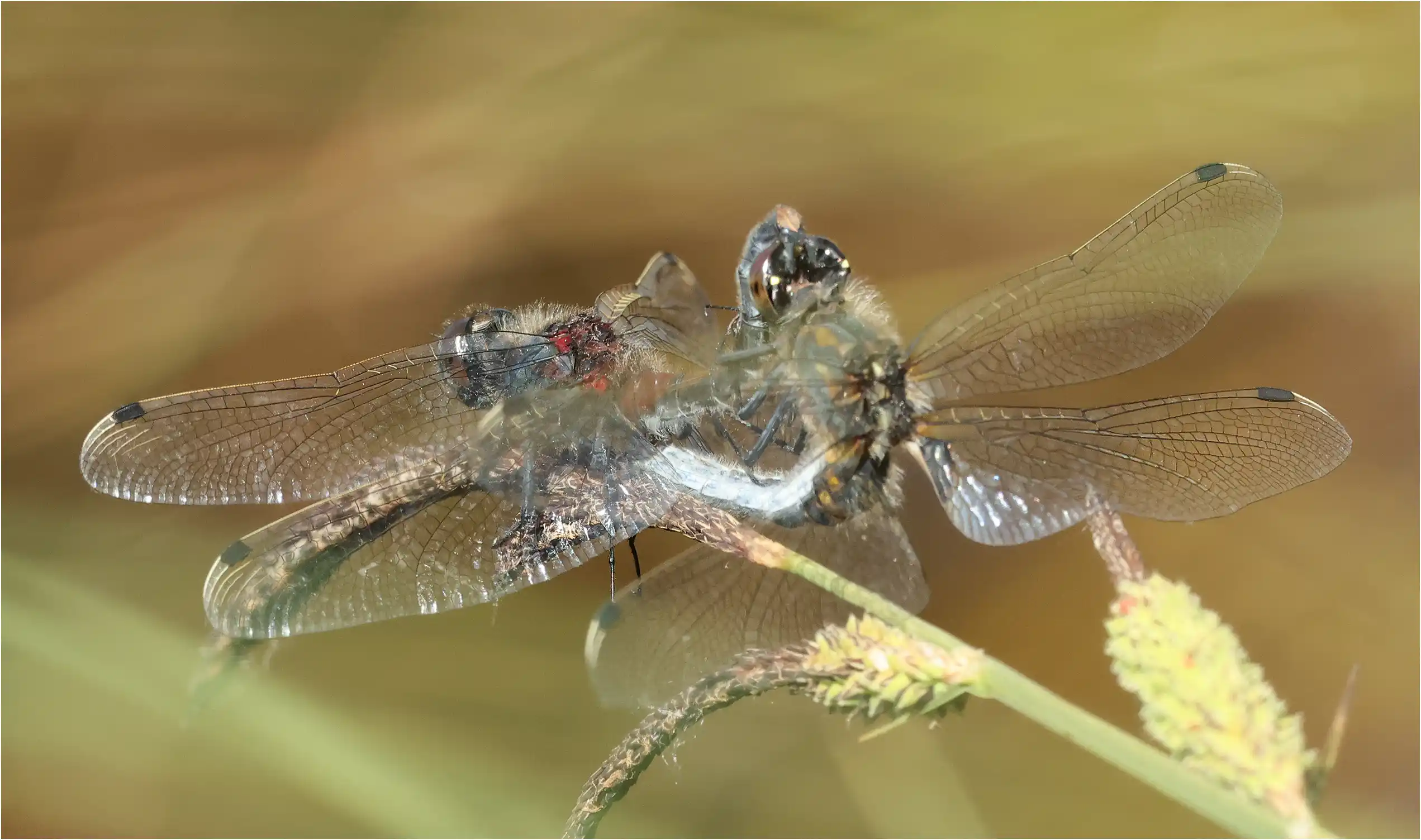Leucorrhinia pectoralis accouplement, réserve du Pinail (F-86), 20/05/2025