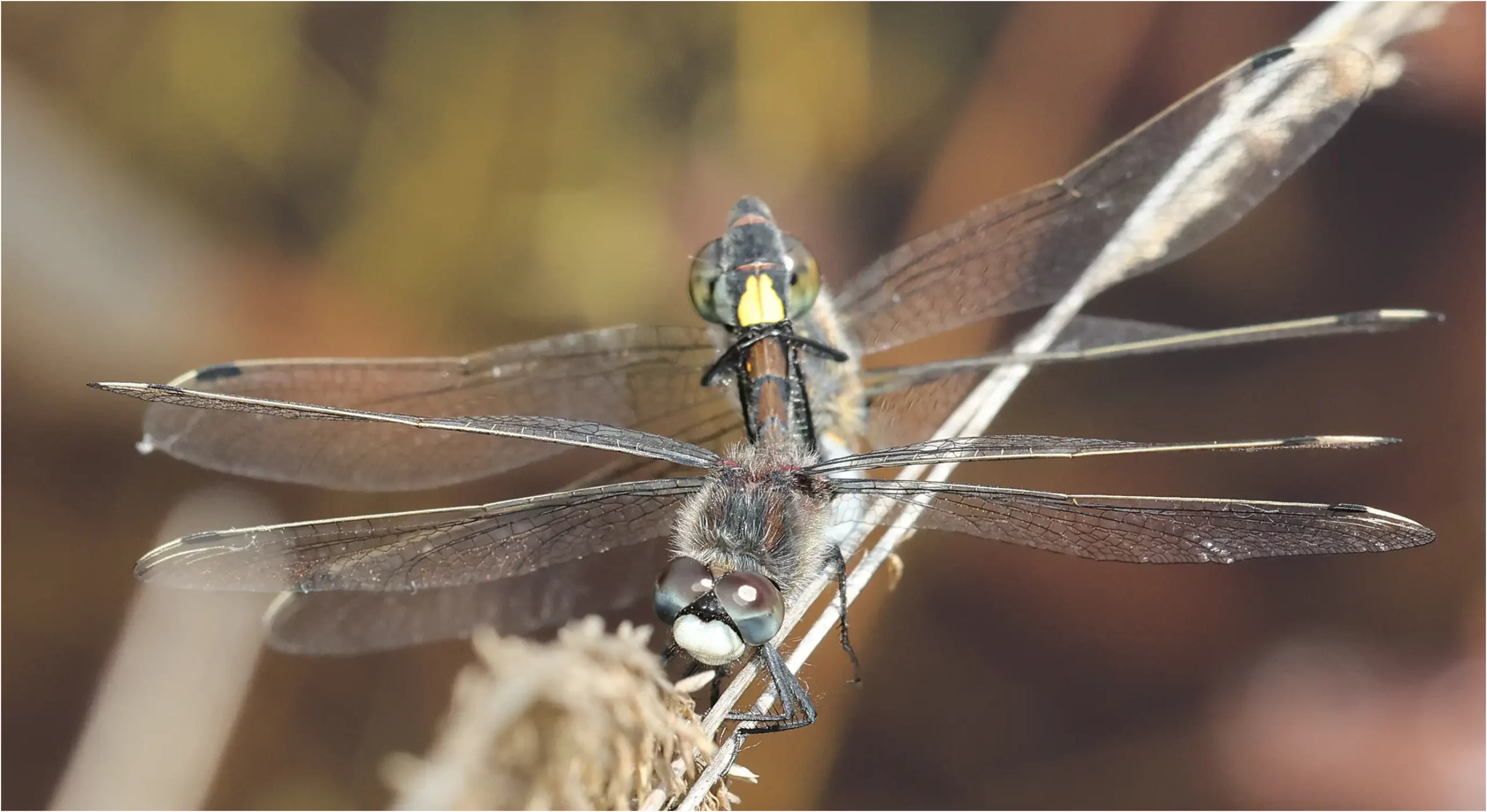 Leucorrhinia pectoralis accouplement, Réserve du Pinail (France-86), 20/05/2025