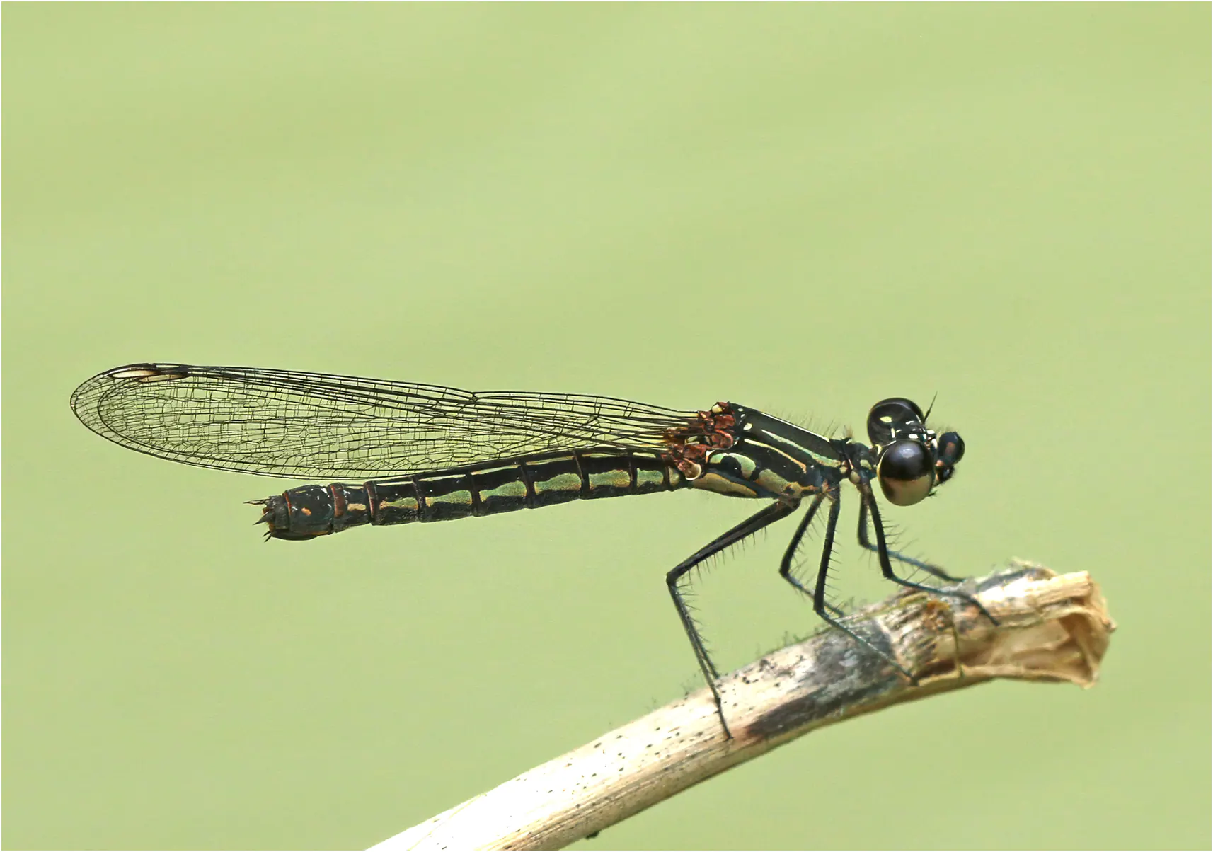 Libellago lineata femelle, Vietnam, Huu Lien, 03/06/2018