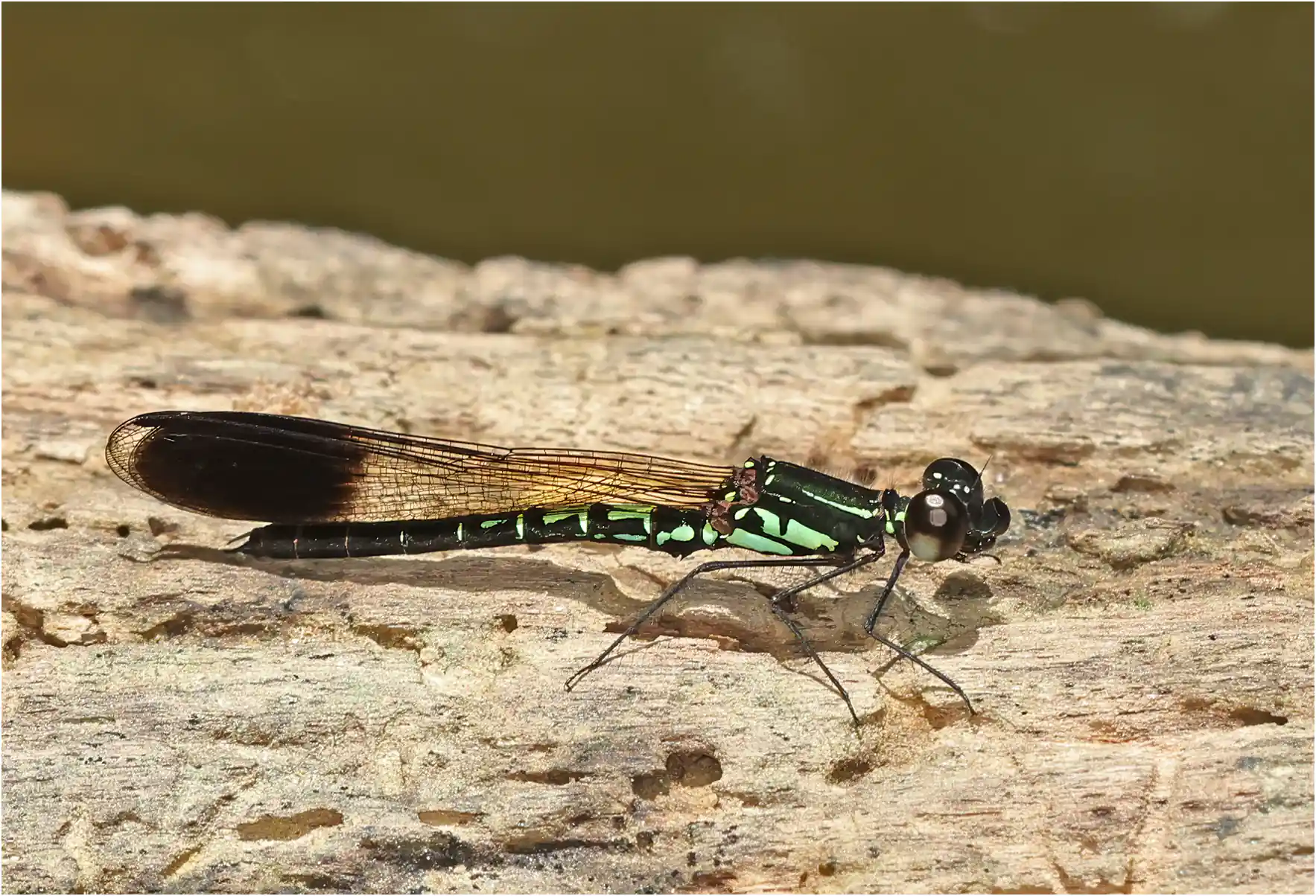 Libellago semiopaca mâle, Sarawak, Timuoh River, 24/03/2025