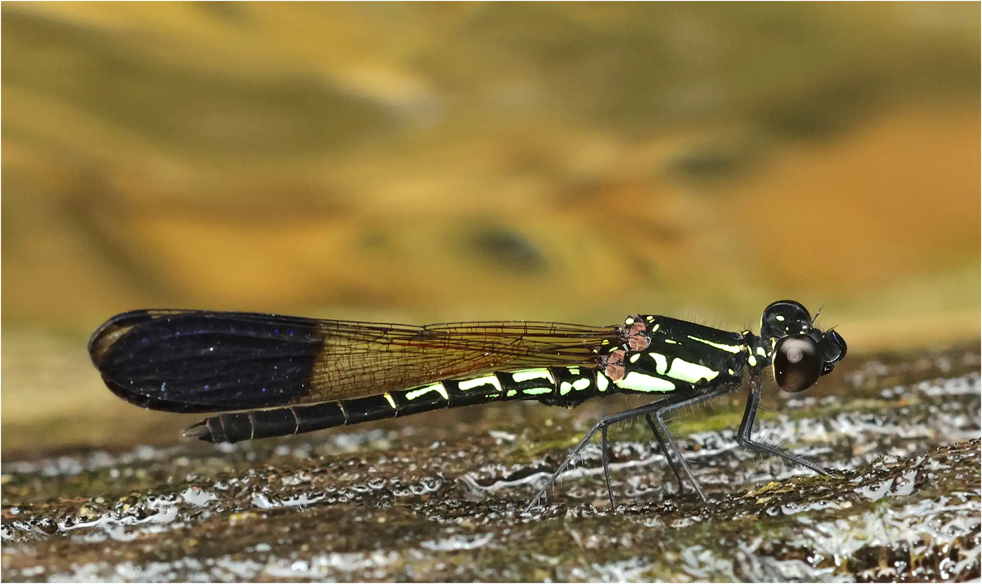 Libellago semiopaca mâle, Sarawak, Timuoh River, 24/03/2025