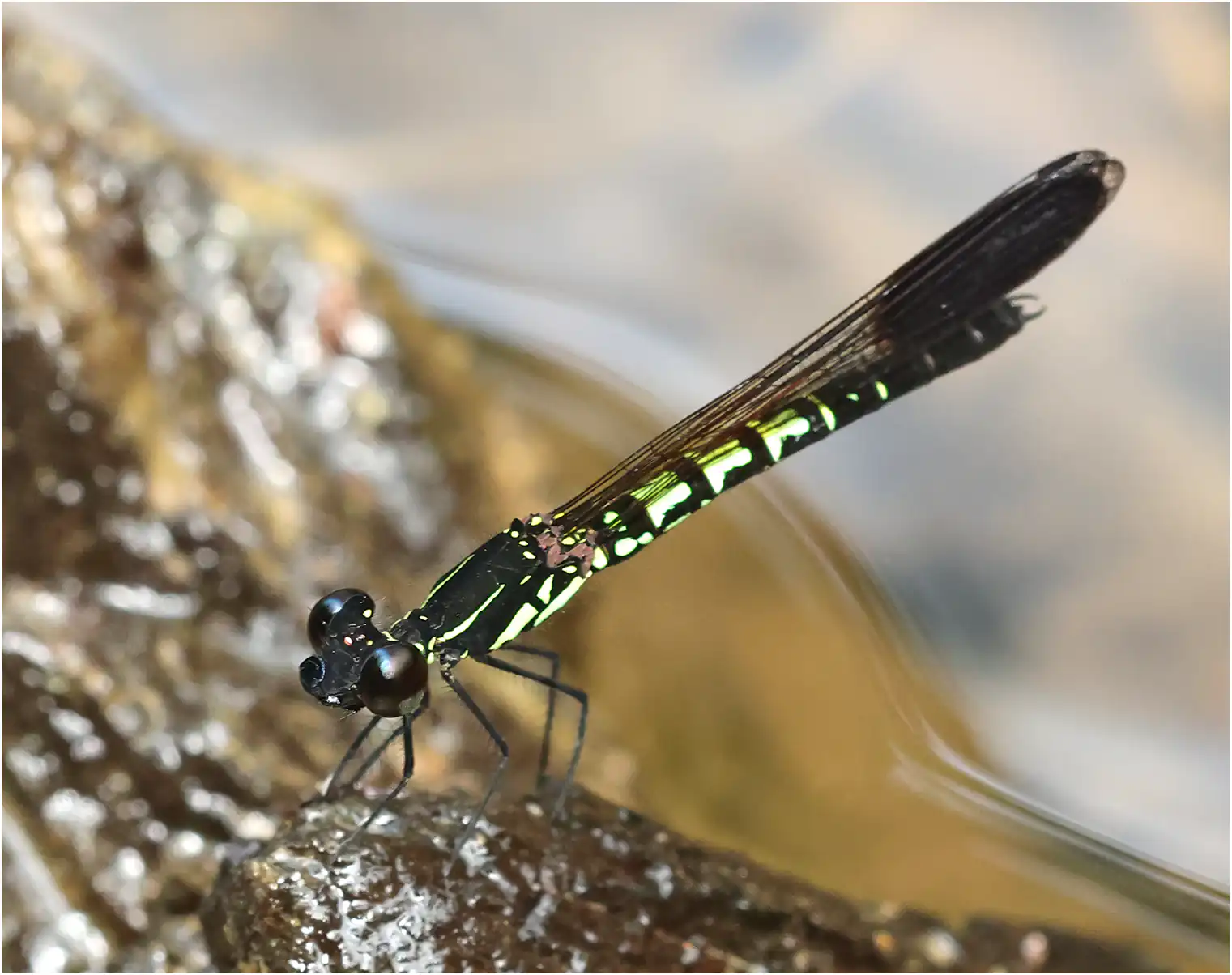 Libellago semiopaca mâle, Sarawak, Timuoh River, 24/03/2025