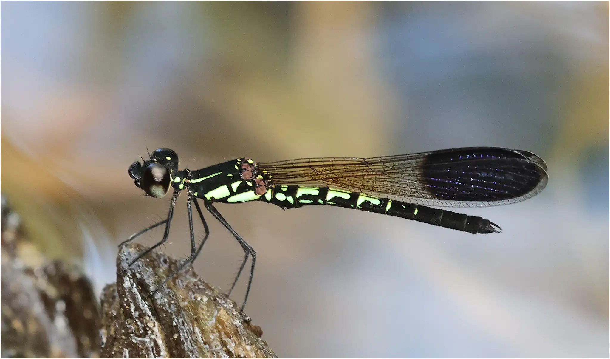 Libellago semiopaca mâle, Sarawak, Timuoh River, 24/03/2025