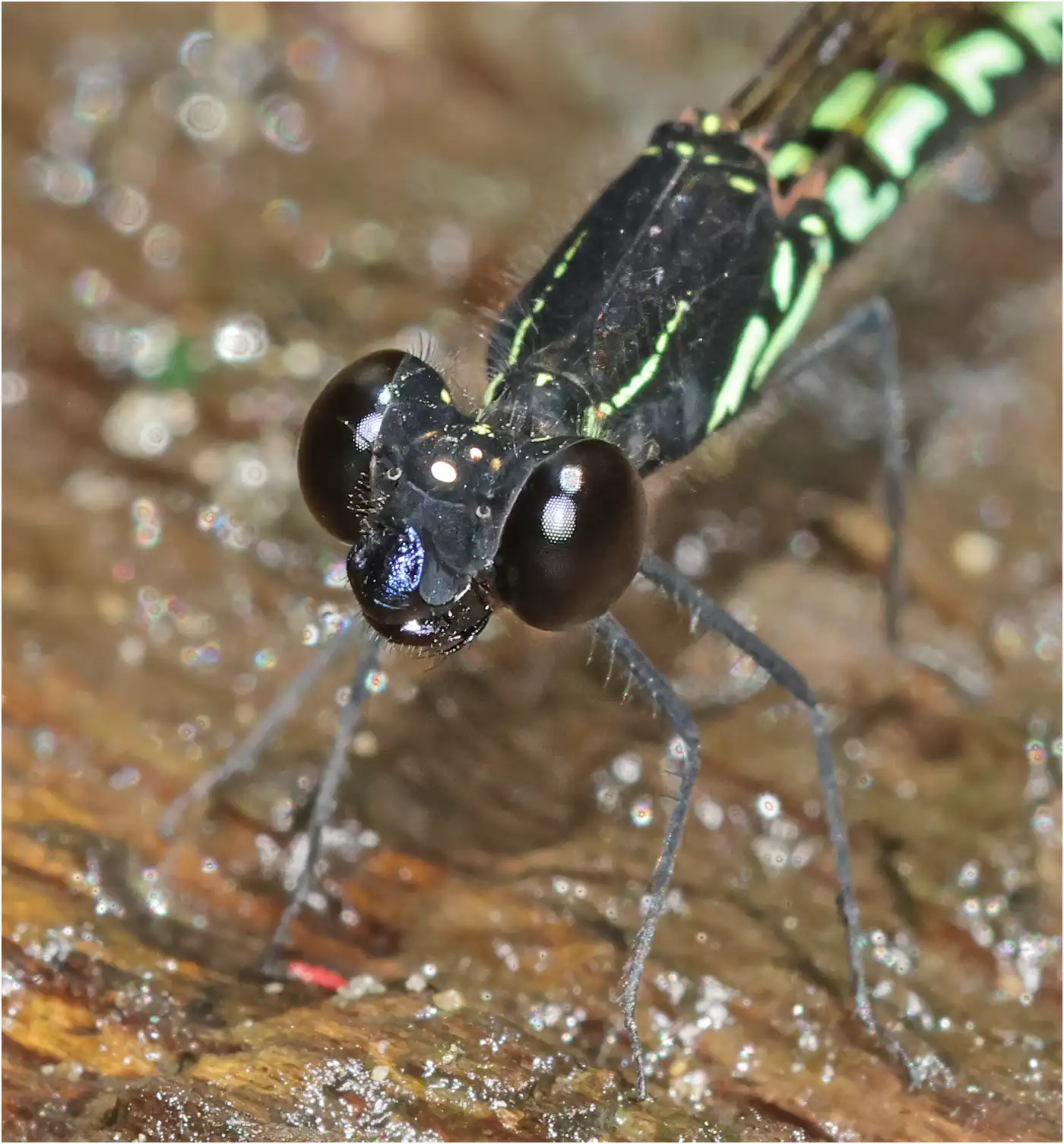 Libellago semiopaca mâle, Sarawak, Timuoh River, 24/03/2025