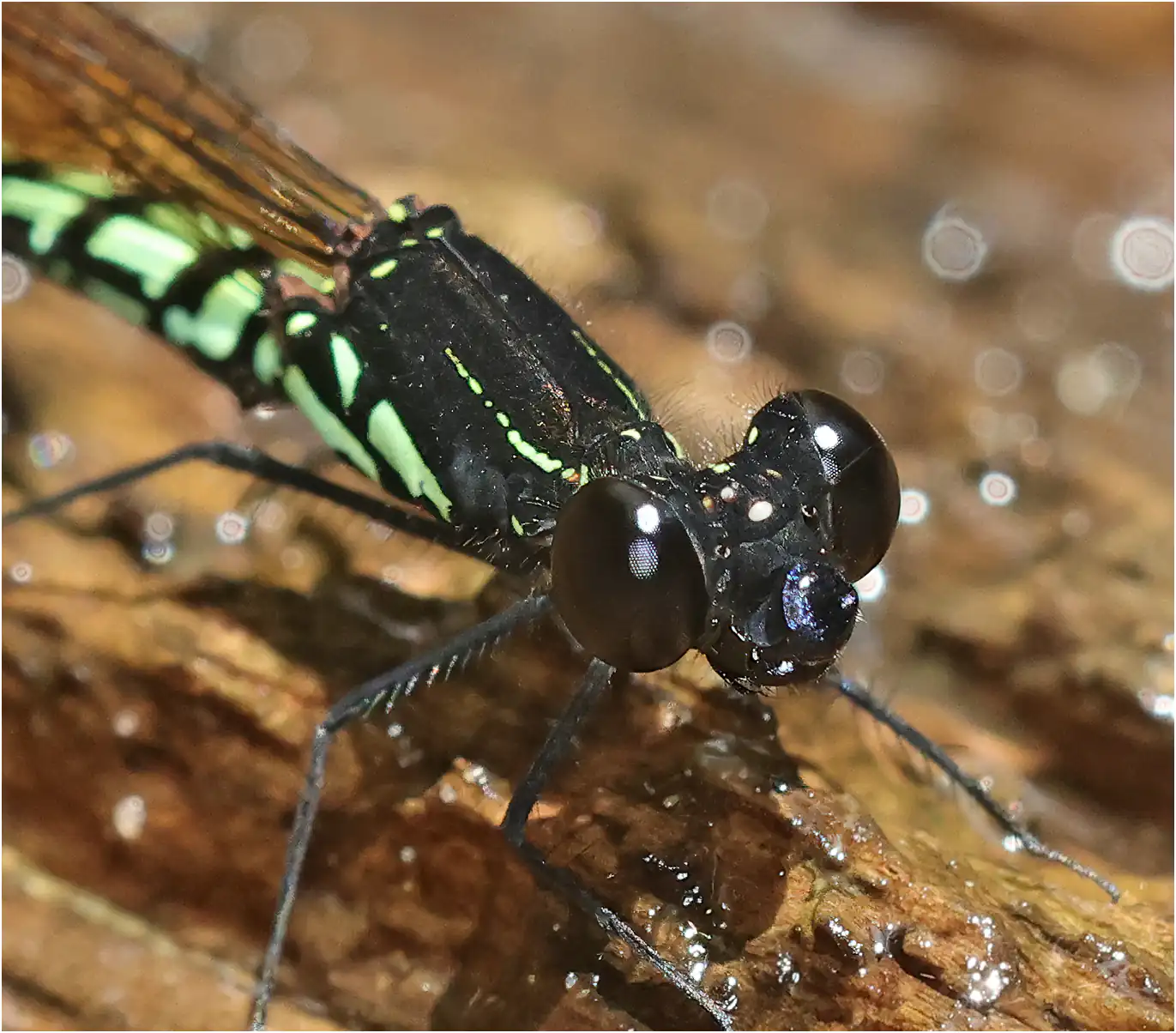 Libellago semiopaca mâle, Sarawak, Timuoh River, 24/03/2025