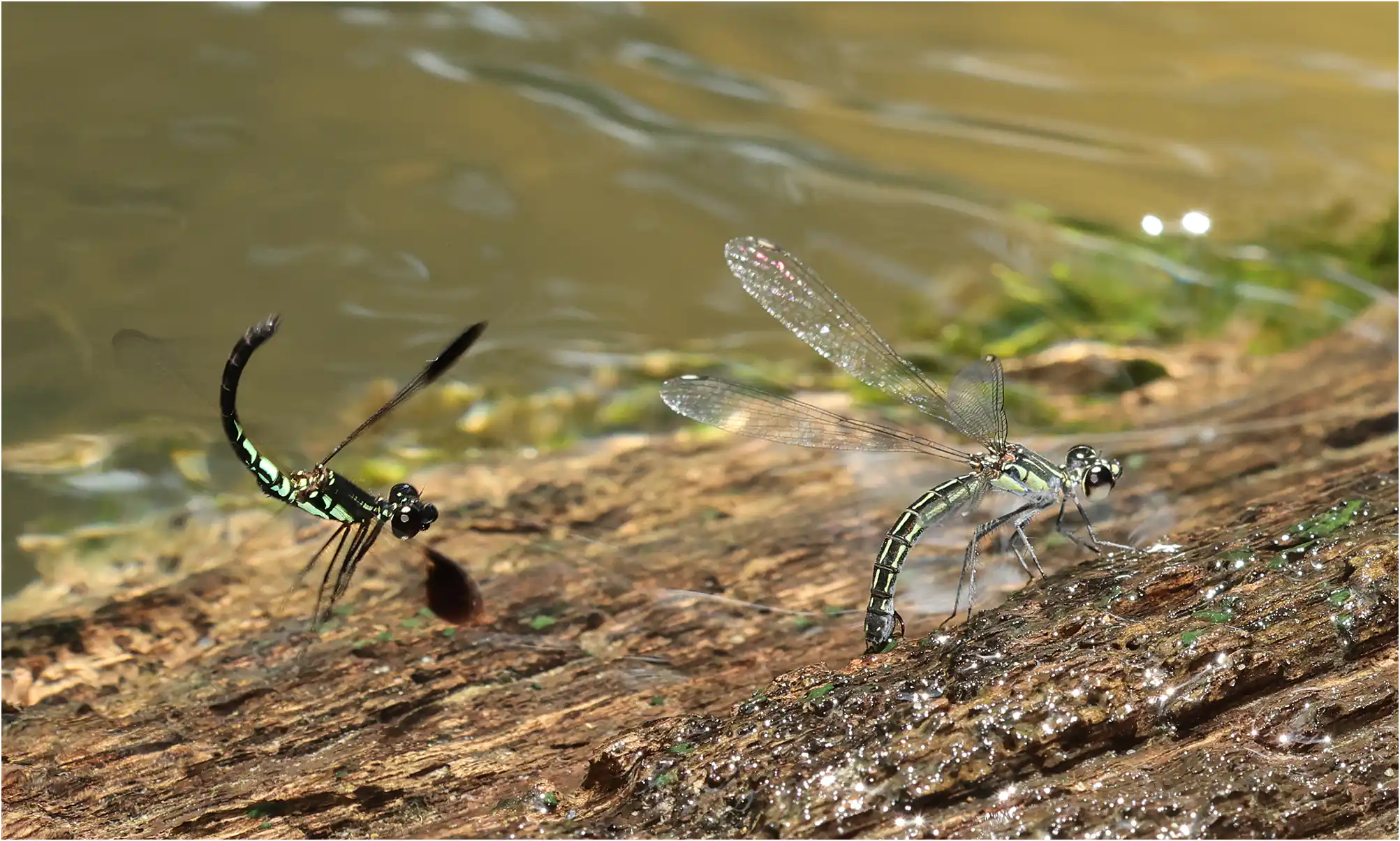 Libellago semiopaca mâle courtise femelle, Sarawak, Timuoh River, 24/03/2025