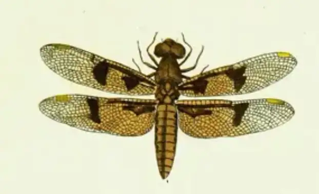Libellula lucia Drury, 1773