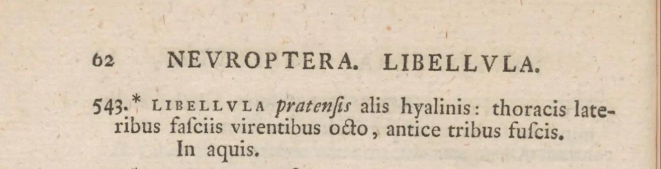 Libellula pratensis, Müller 1764