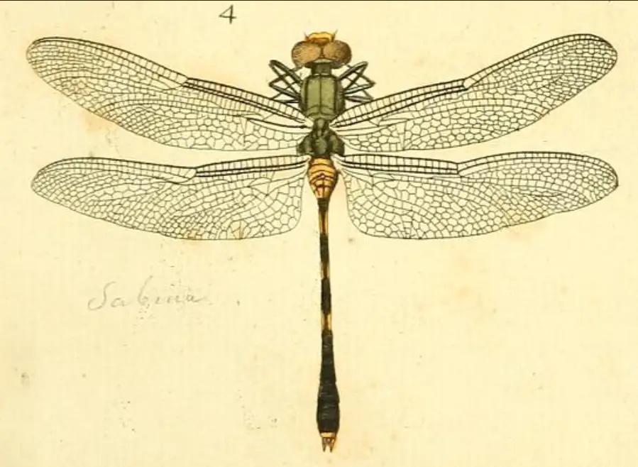 Libellula sabina, Drury 1773