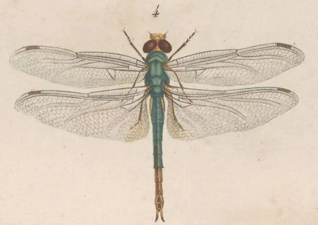 Libellula viridula, Palisot de Beauvois