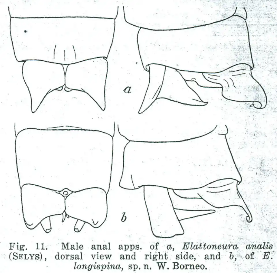 Ellatoneura longispina appendices anaux vs E. analis - Lieftinck, 1937 (2)